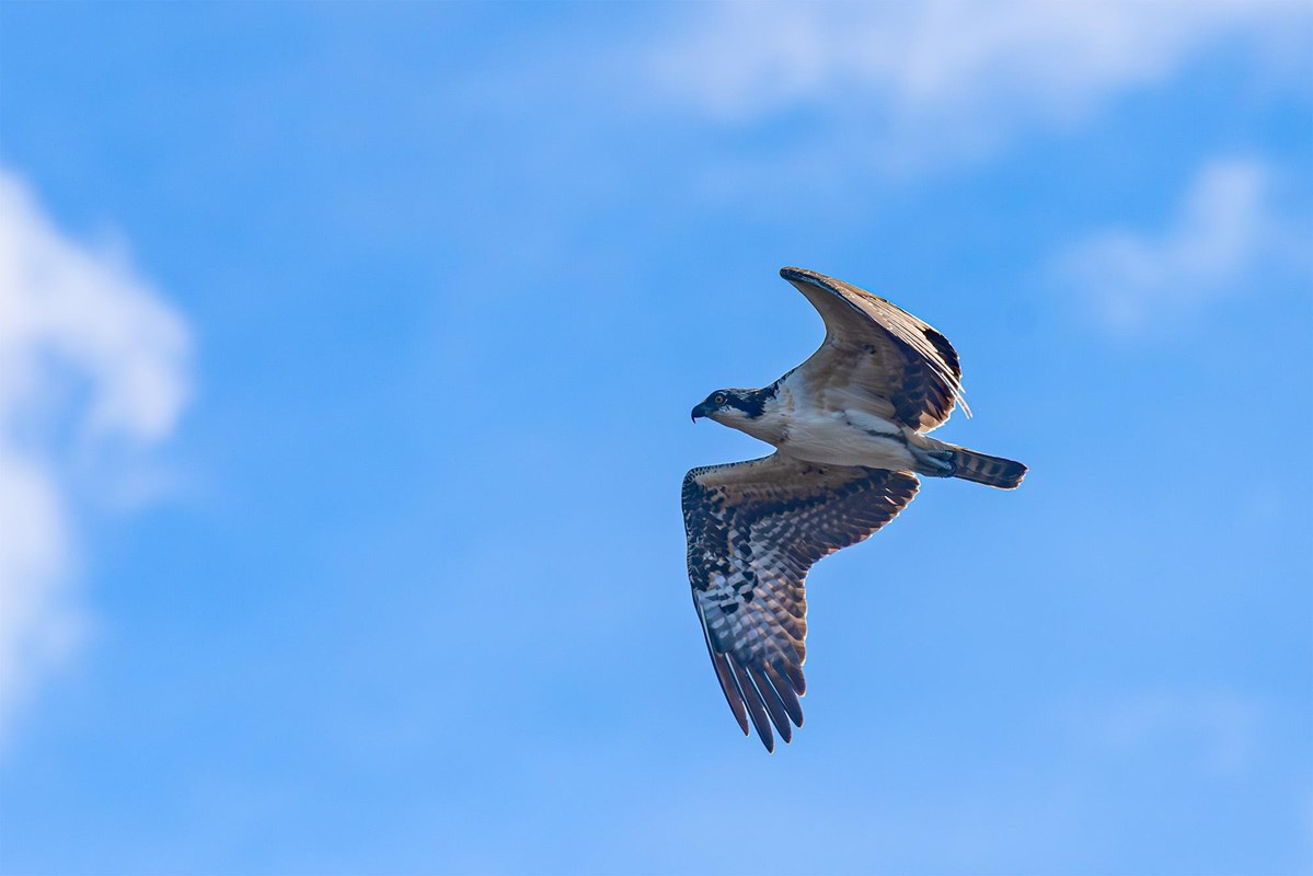 A large bird flying with partly cloudy skies beyond