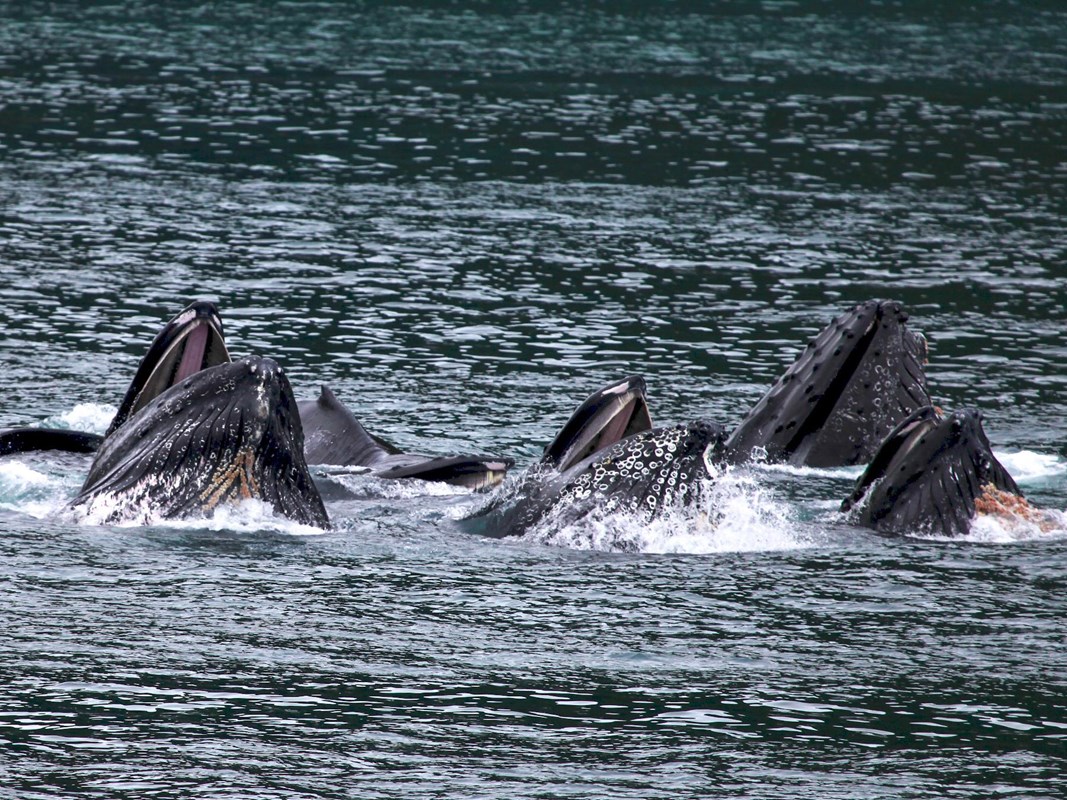 Several humpback whales open their mouth above water