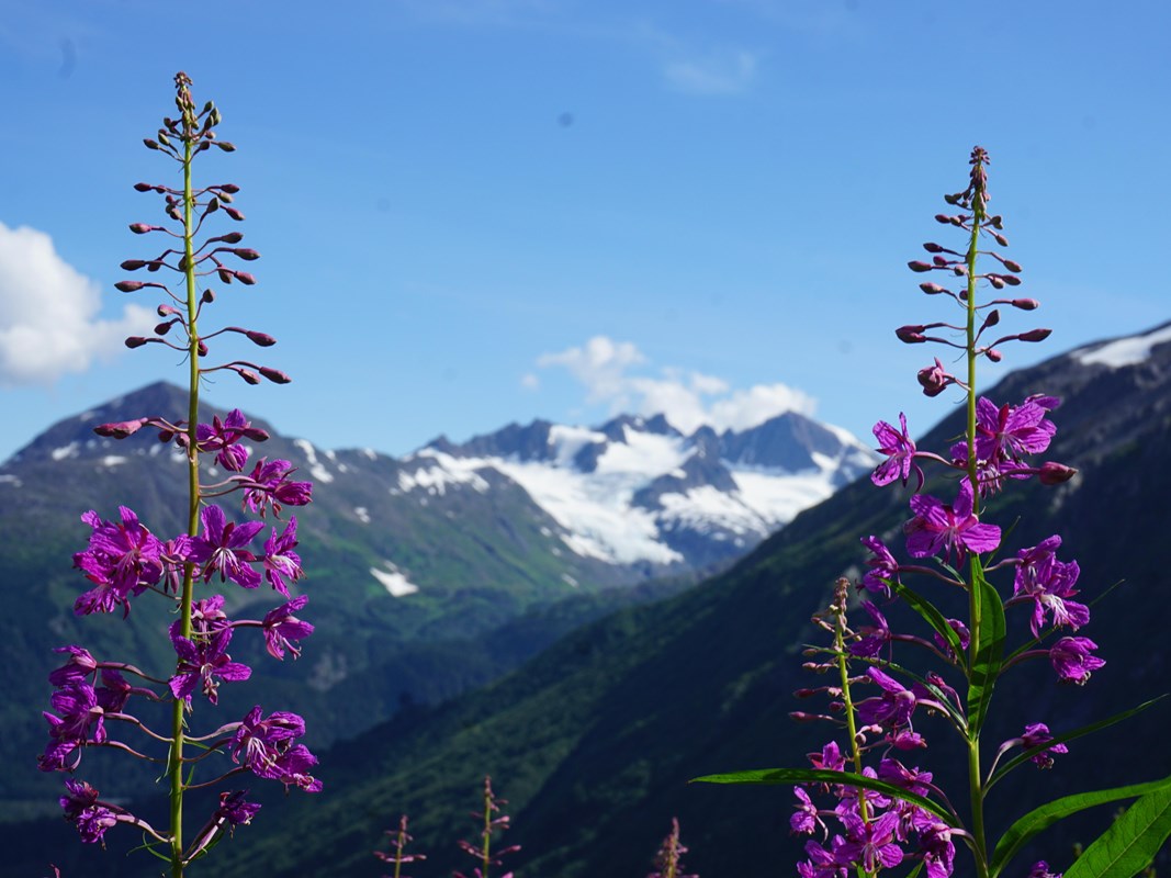 Fireweed blooms with mountains in the background