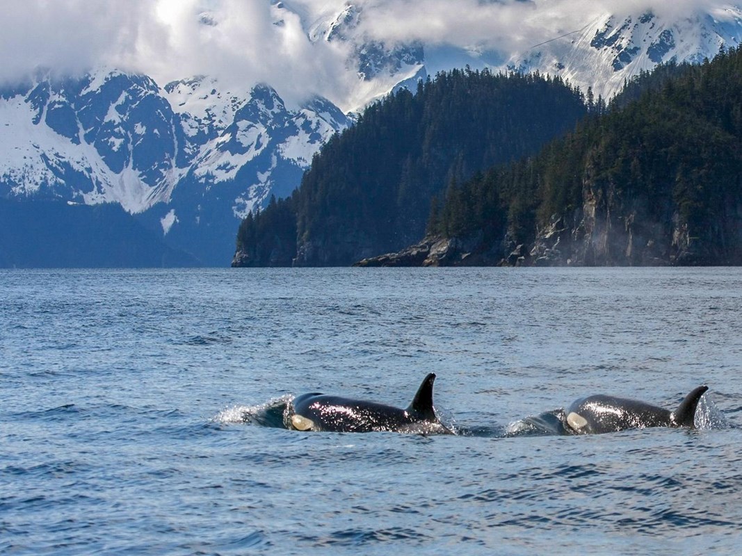 Two orcas surface with mountainous coastline beyond