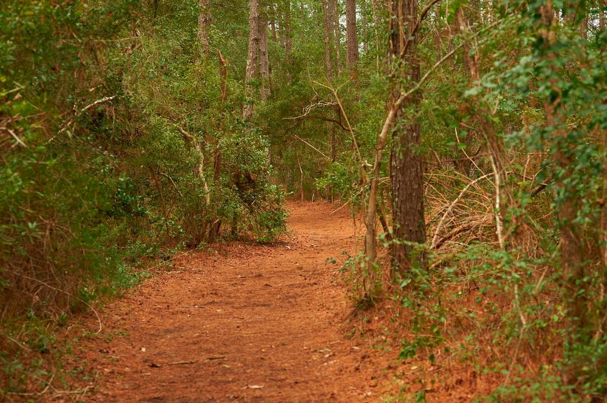 A trail through a forested area with pine straw covering the trail