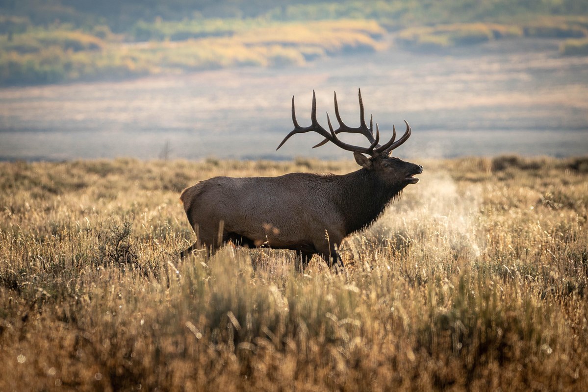 A bull elk in a field of dried grass