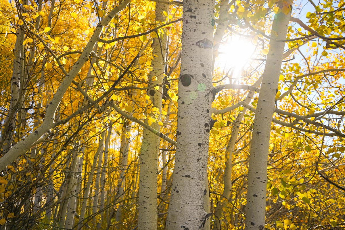 Aspen trees with yellow leaves and the sun shining through the trees.