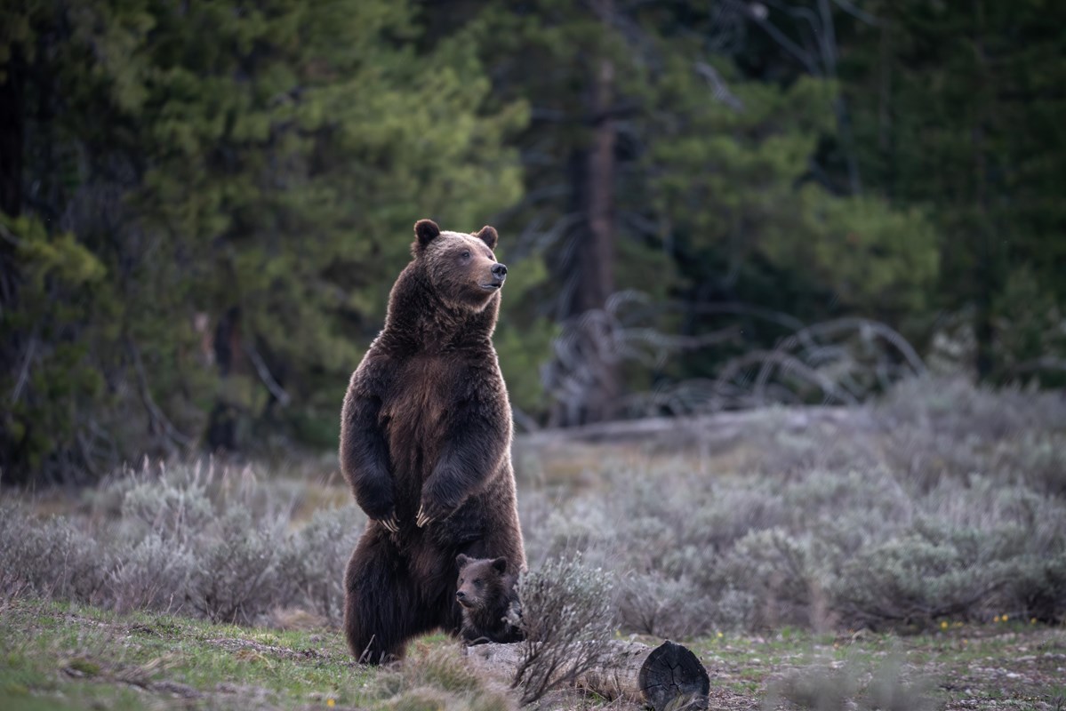 A mama grizzly standing up with a cub at her side