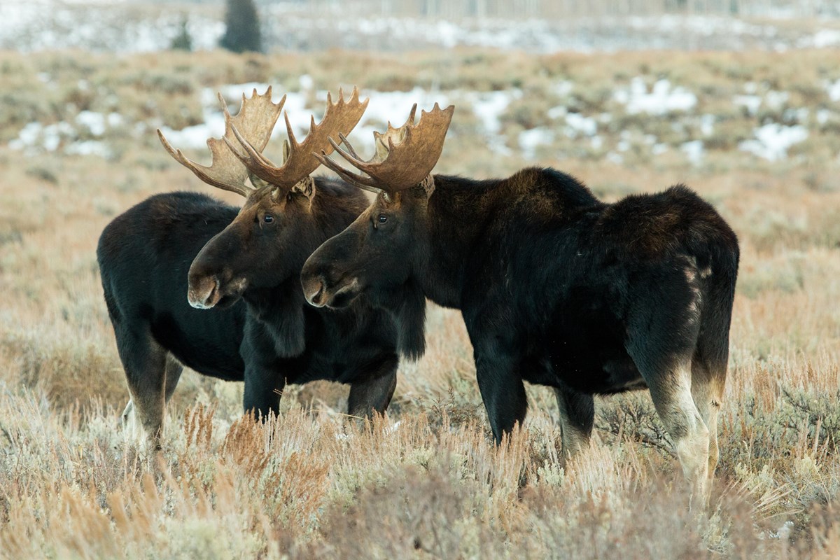 Two bull moose standing in a snowy field 