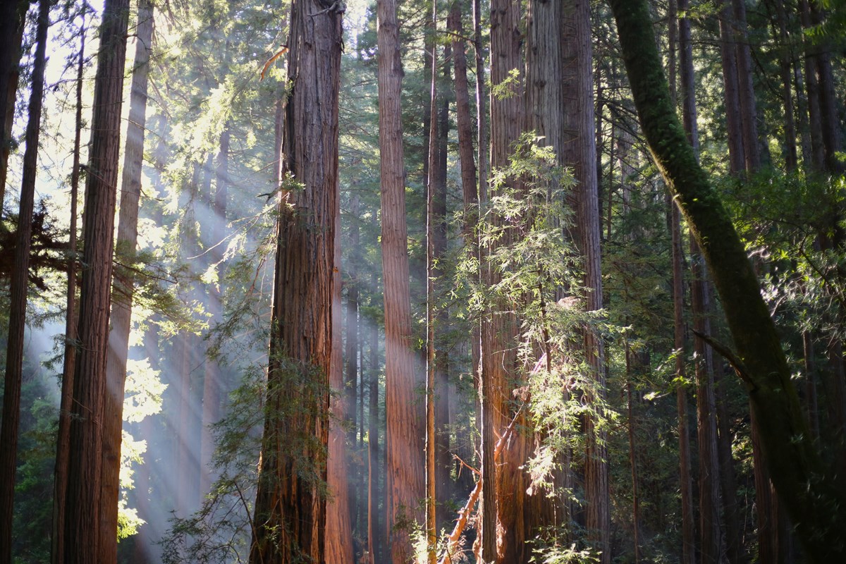 beams of light from the top left corner of the image beam into a forest of towering redwood trunks