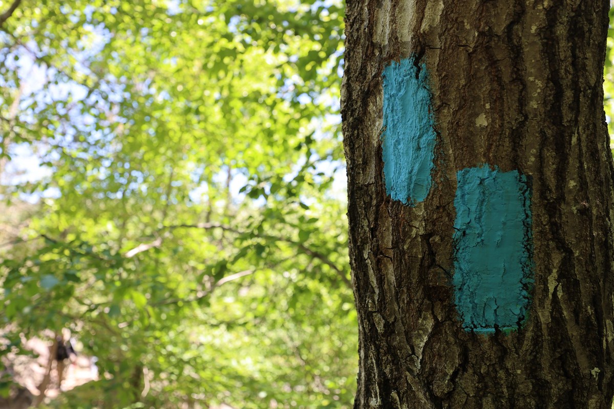 two blue blazes are painted on a tree