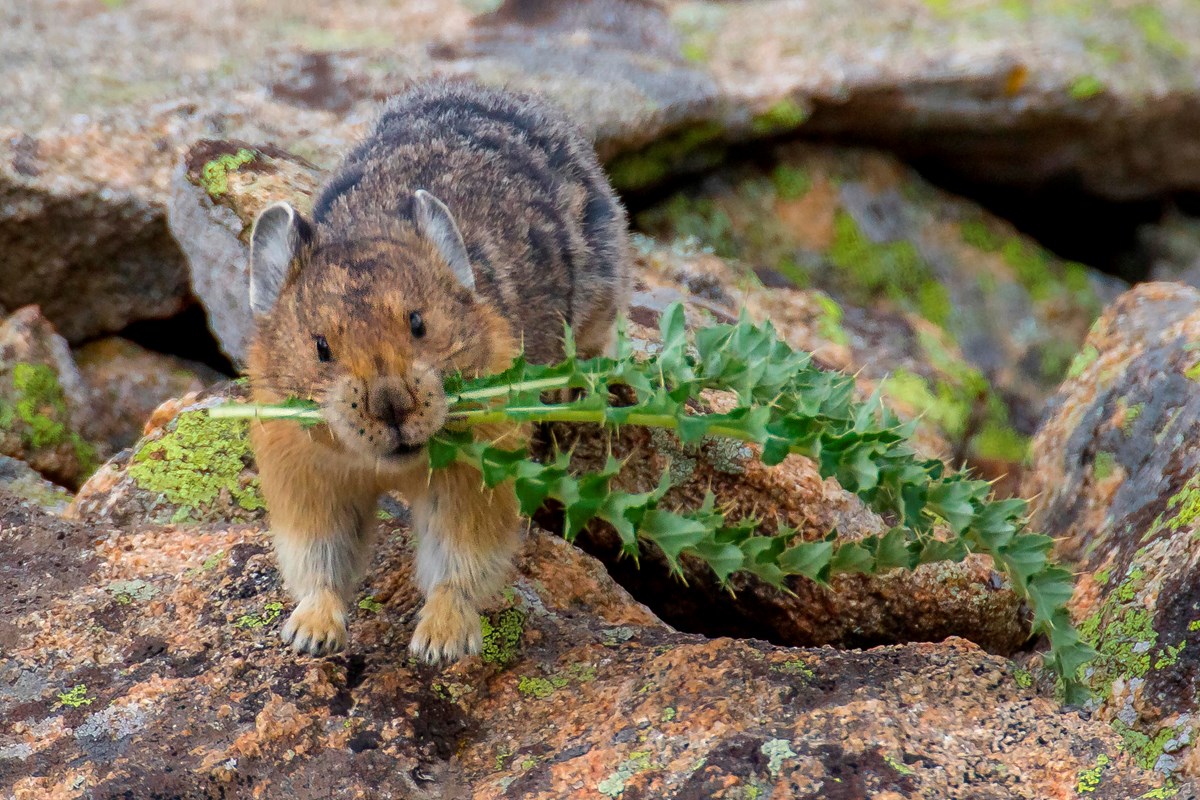 A pika has harvested a tundra thistle