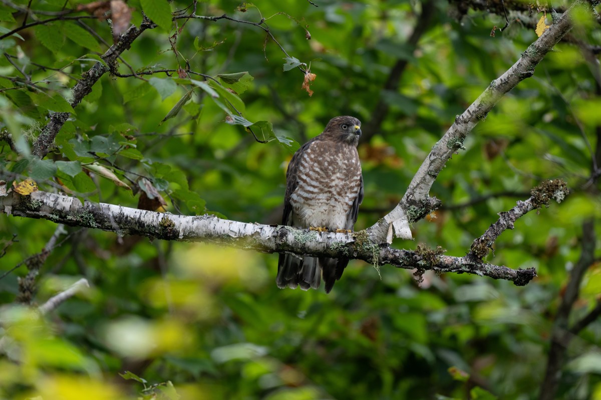 A large brown bird sits perched on a tree branch with green foliage in the background. 
