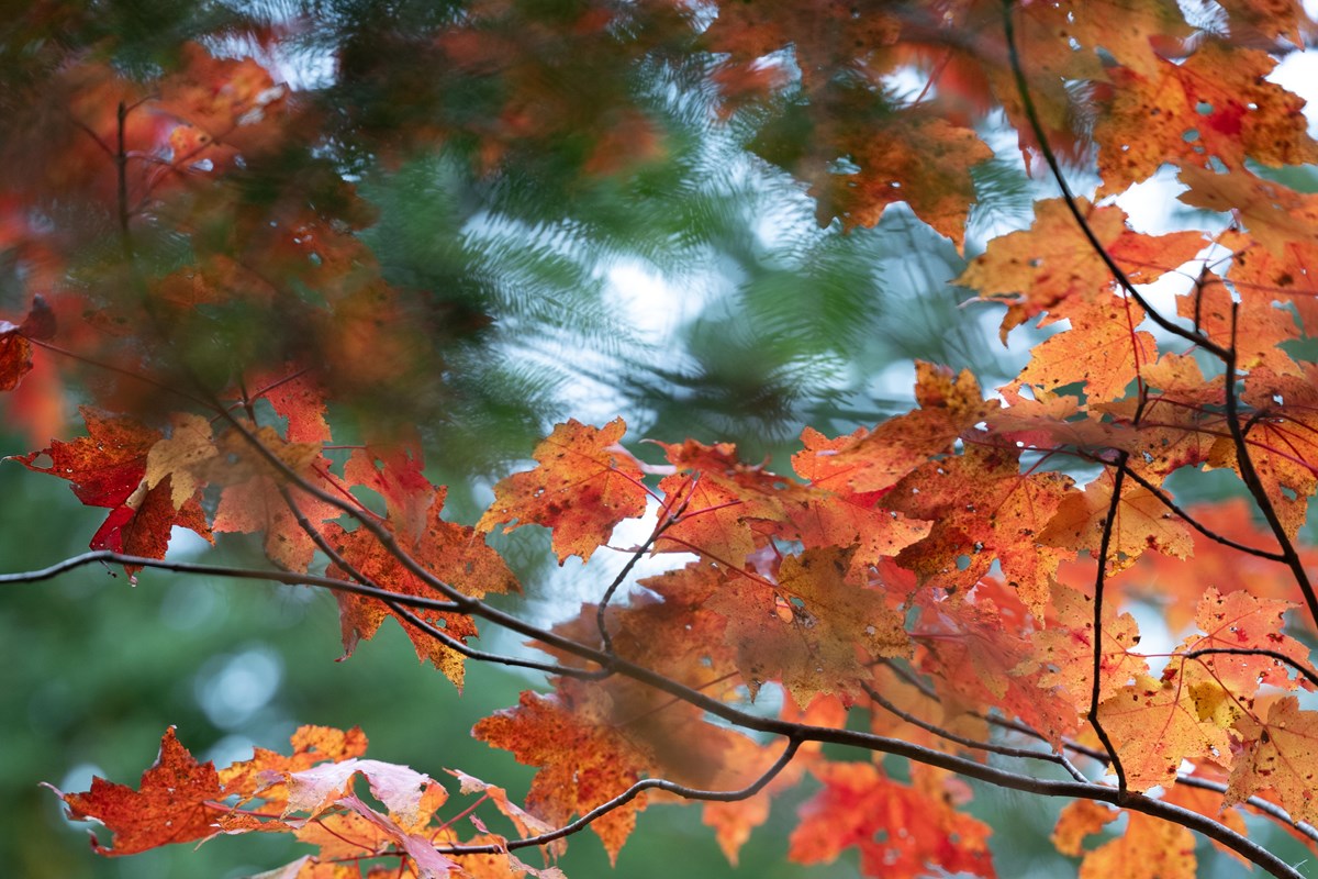 Red and orange fall foliage hangs off dark branches on a green background. 