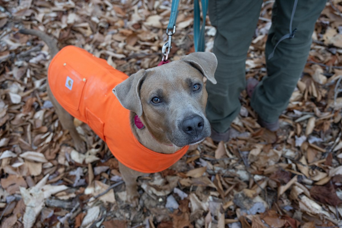 A brown dog looks at the camera while wearing an orange vest.