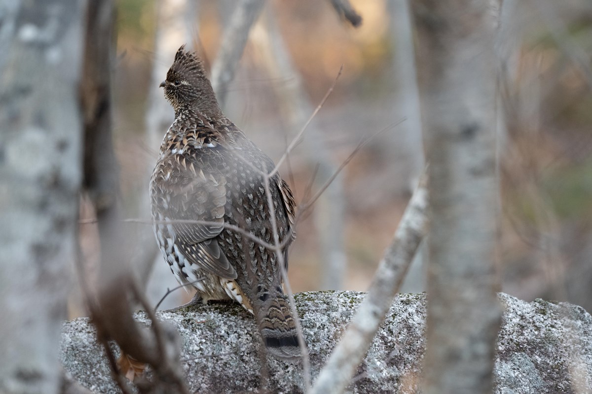 A brown bird hides in brown sticks. It has a crest and a large brown eye.