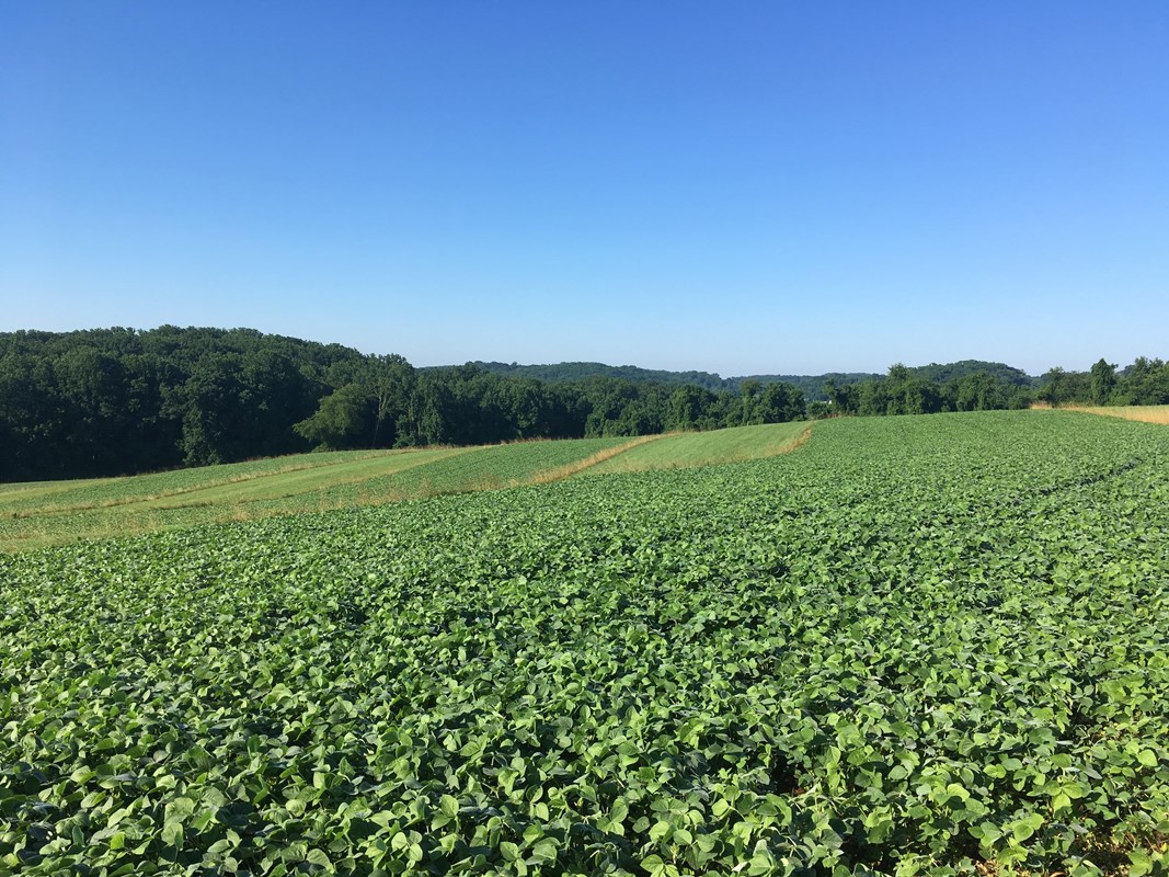 Rolling agricultural hills on a bright sunny day. 