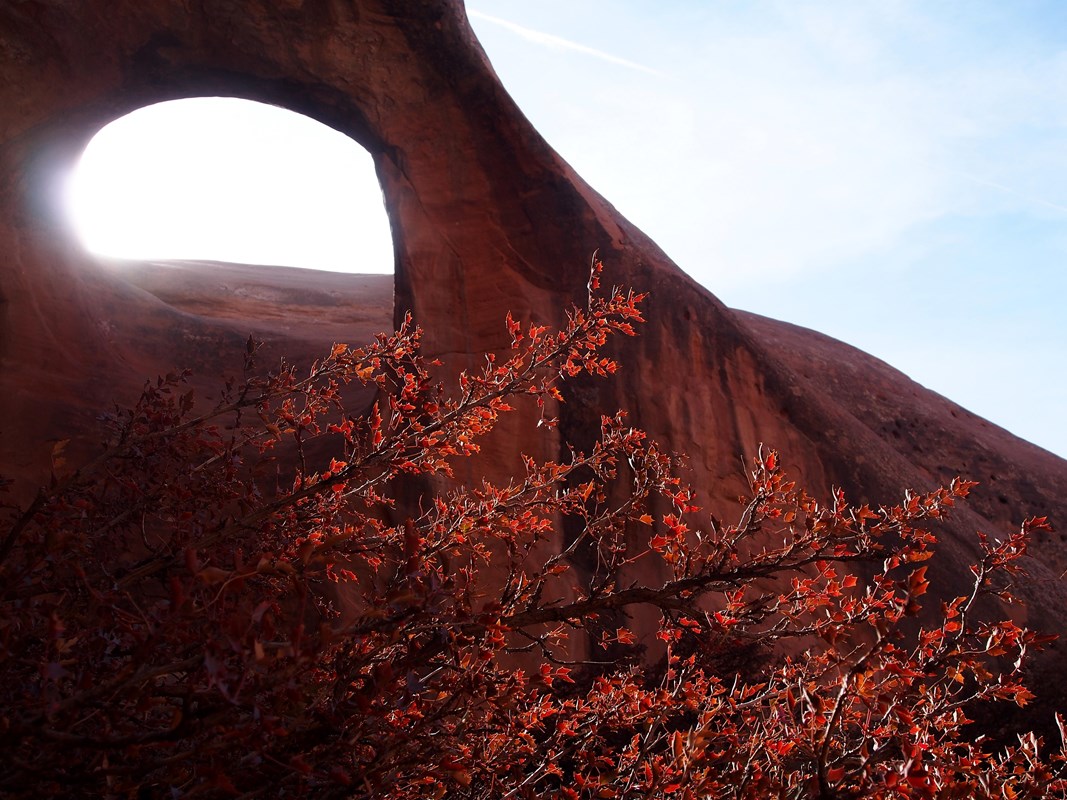 A red sandstone arch with red leaves in the foreground