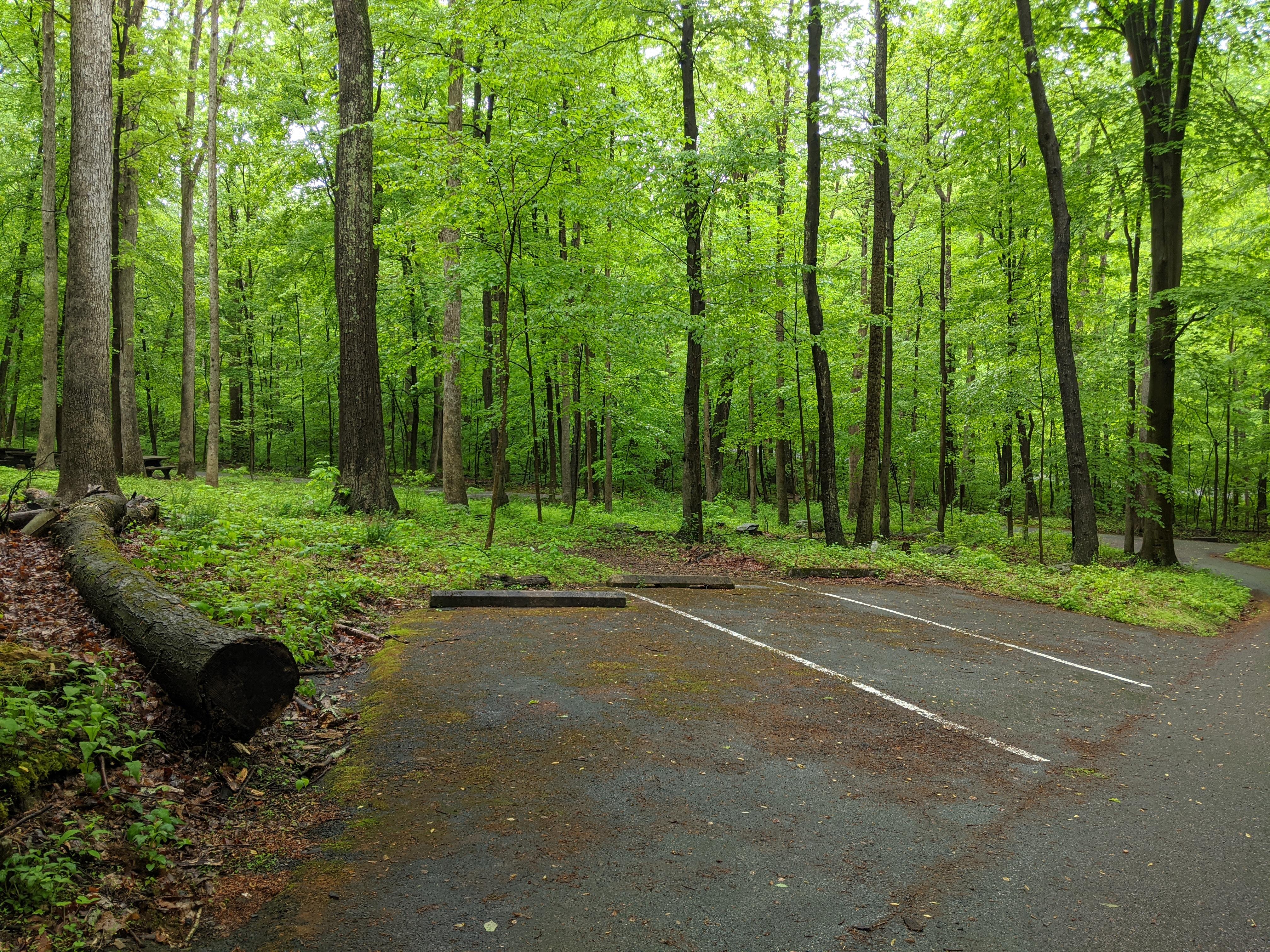 Parking area located next to wooded picnic area 