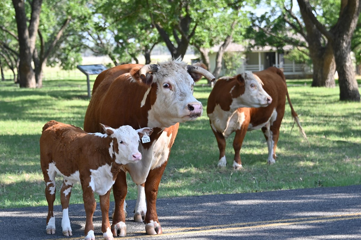 Two brown and white cows and calf stand in the shade of trees with a small white house in background