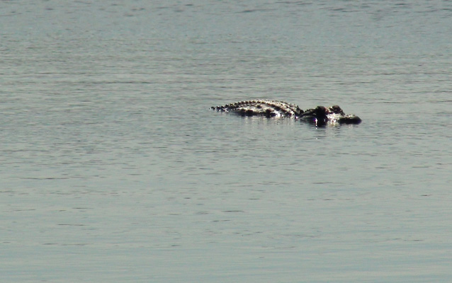 Alligator in water