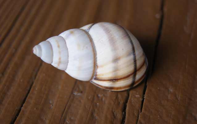 Tree snail shell