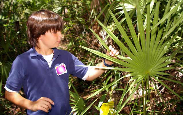 Student touches Saw Palmetto