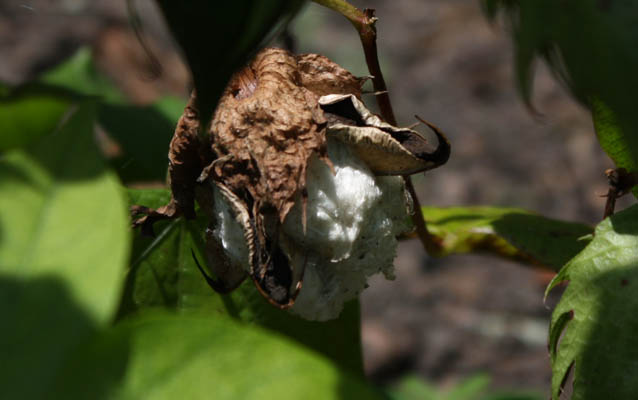Cotton growing at Kingsley Plantation