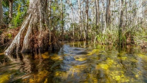 A cypress swamp filled with towering trees, clear water and green vegetation.