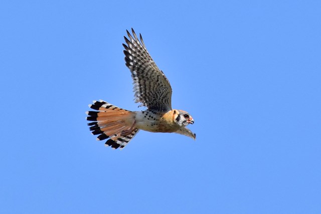 A small raptor flying through the blue sky