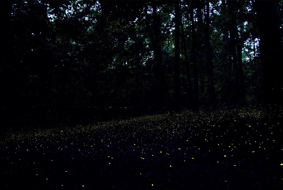 Fireflies blink along the forest floor at dusk