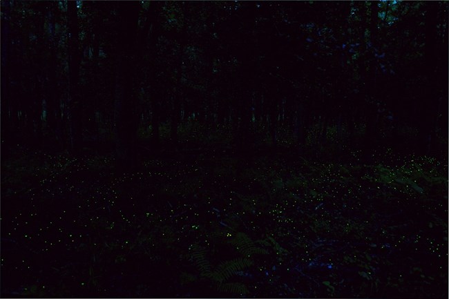 Green-yellow flashes of many synchronized fireflies after sunset flash low near the forest floor