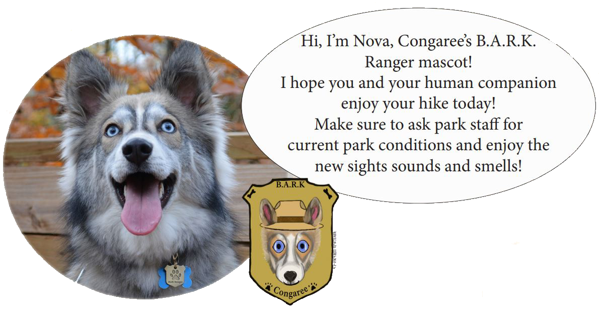 Photo and illustration of BARK Ranger Mascot, Nova (dog)