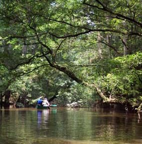People canoeing on creek