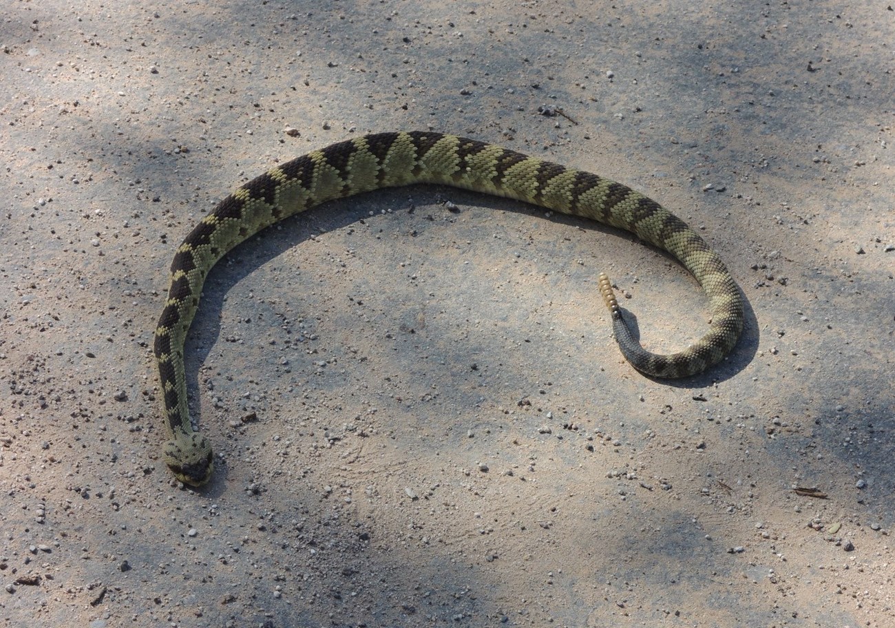 snake with large triangular head, a narrow neck, a stout body, and a short black tail ending in a rattle