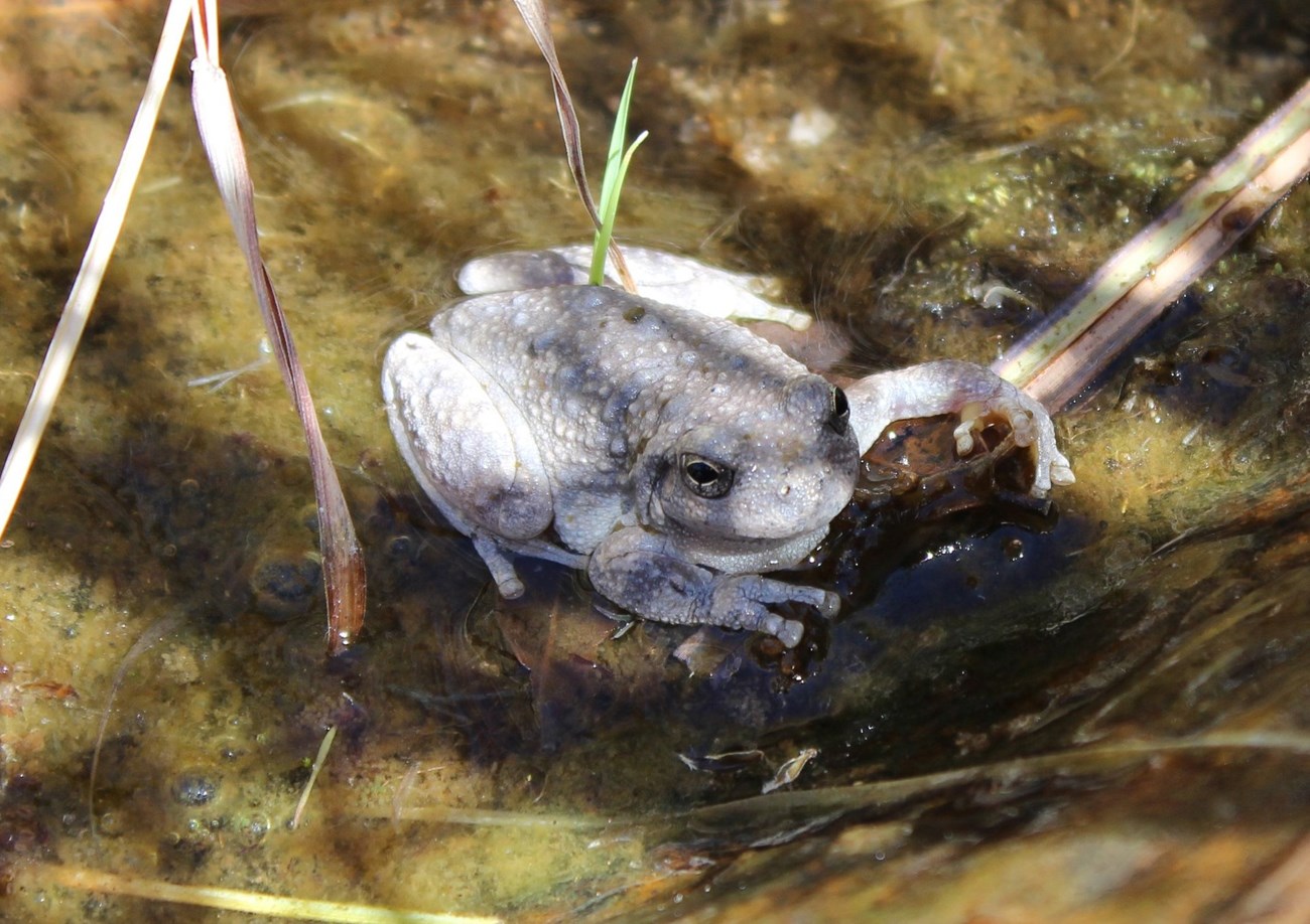 small, olive-gray frog about two inches long
