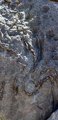 Folds of rock embedded in Limestone