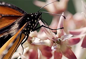 A monarch butterfly sits on a pink and white flower