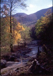 Evans Canyon and creek in the Ajos-Bavispe Forest Reserve