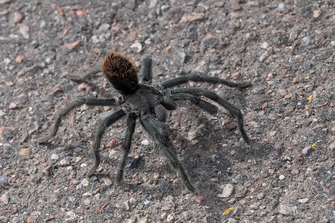young male tarantula on a road