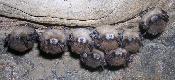 bats with white-nose syndrome