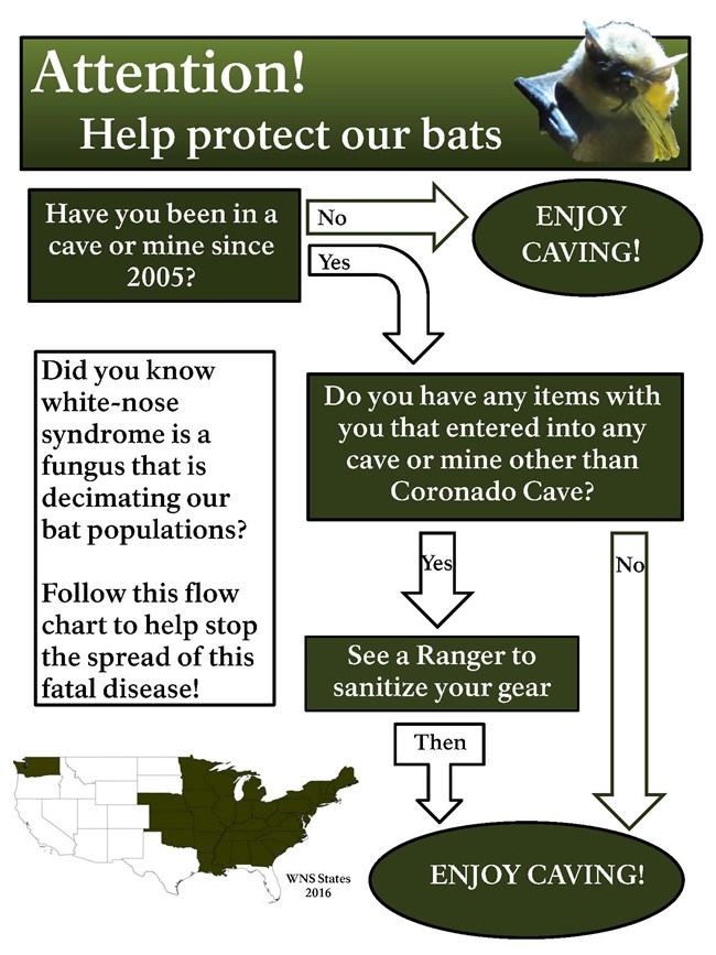 white-nose syndrome flow chart