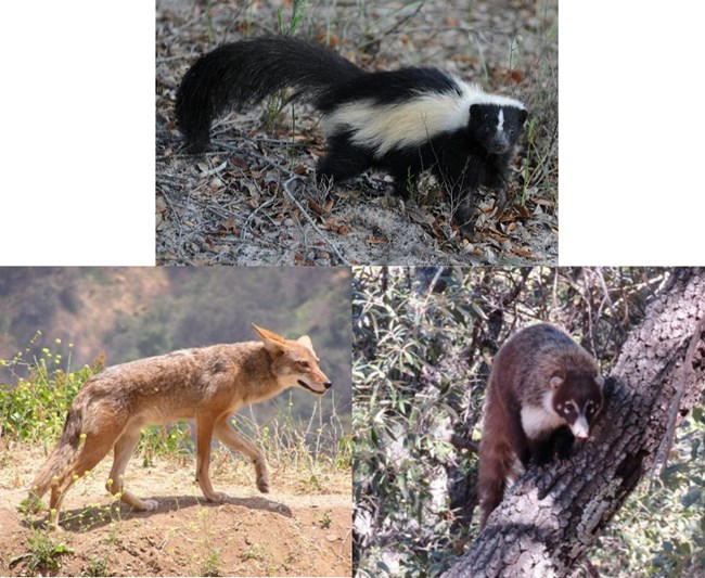 collogue of three photos; skunk - small black animal with white stripes and a long tail, coyote - medium size dog with tan fur, coati - small animal with brown and white fur, the coloring on its face looks like an eye mask