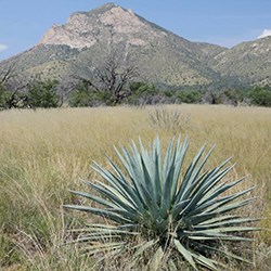 An agave in a field of tall grass, in the background a rocky mountain rises