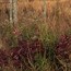 photo of native grasses at Cowpens National Battlefield