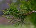 Eastern Red Cedar