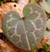 Dwarf flower heartleaf