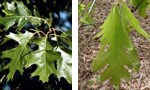 Black Oak on the left and White Oak on the right