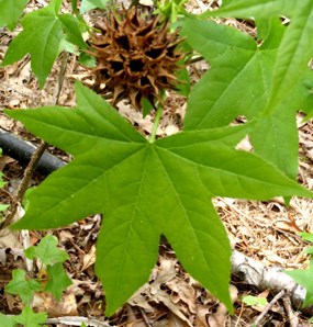 Sweetgum leaf and ball