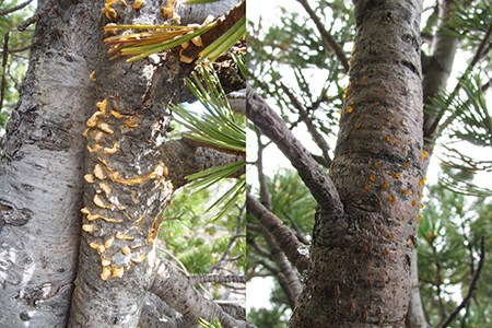 white pine blister rust in two forms on two trees