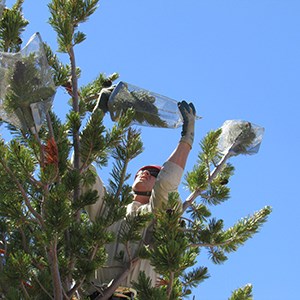 Botanist in tree caging cones of healthy whitebark pine trees