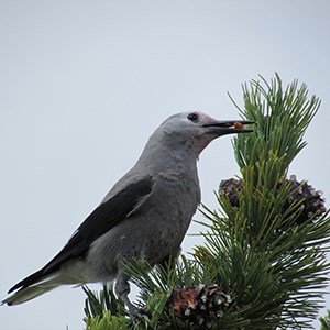 Clark's Nutcracker with a seed in its beak is perched on a whitebark pine branch