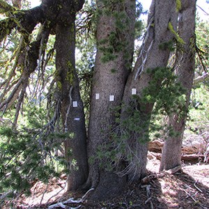 whitebark pine with verbenone pouches