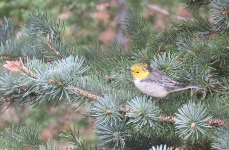 a warbler sits in a conifer tree